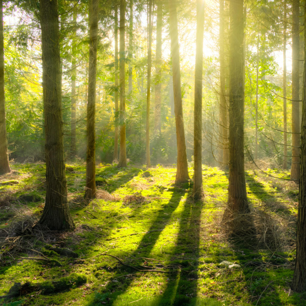 ISO 1 Foret 1